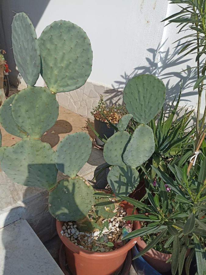 Fichi D India Appartement Cellino San Marco Buitenkant foto
